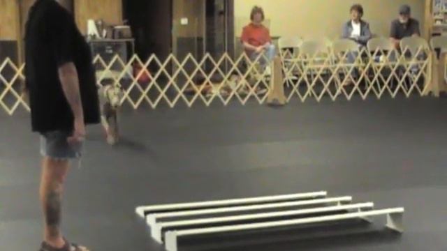 doberman chopper practicing open NO:5 смотреть онлайн