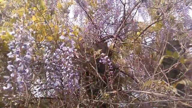 glicinas en flor смотреть онлайн