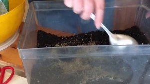 Спирея. Ранняя покупка растений.