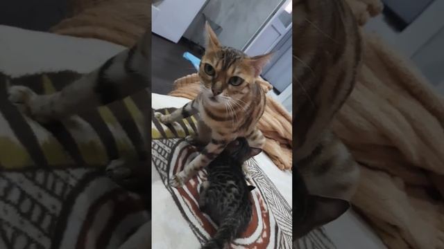 Лучик кот