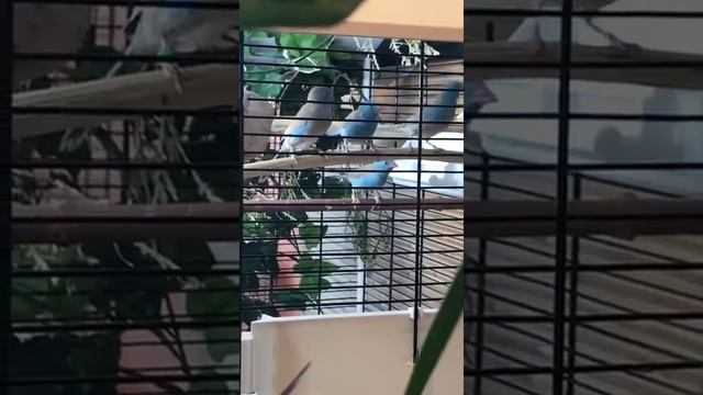 Птенцы Синеголового астрильда (Uraeginthus cyanocephalus) смотреть онлайн