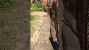 Огород для начинающих. Вскапывание целины и первые посевы зелени и корнеплодов.