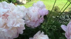 Пион ЛЕДИ КЕЙТ ? Paeonia LADY KATE: обзор, описание, цветение, отзыв