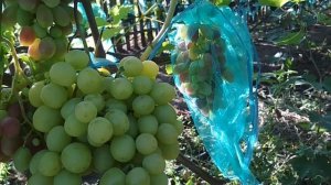 Виноград Золотая королева  .Ультраранняя.(15.07-20.07)