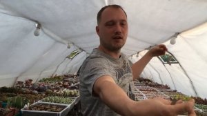 Нужно ли досвечивать растения? И какие лампы для подсветки суккулентов лучше всего подходят.