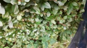 Renault Clio1 RL 1996 1.2 energy