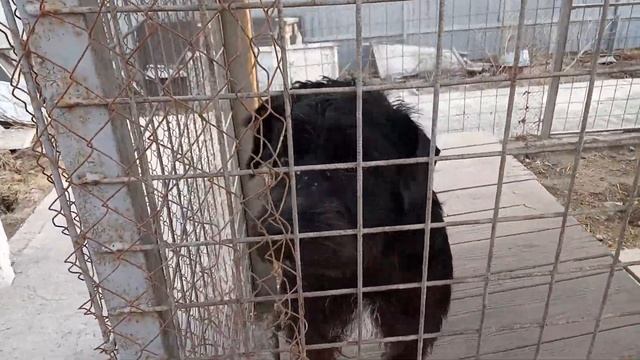 Приют Доброе сердце в Ачинске смотреть онлайн