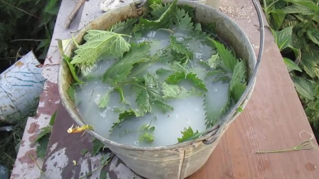 Зелёное Удобрение из Крапивы и Дрожжей