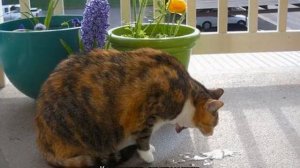 Понос и рвота у кота: что делать в домашних условиях