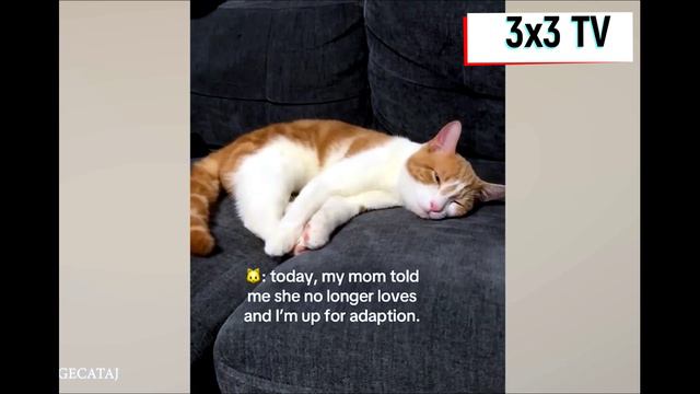 Funny animals - Смешные животные смотреть онлайн