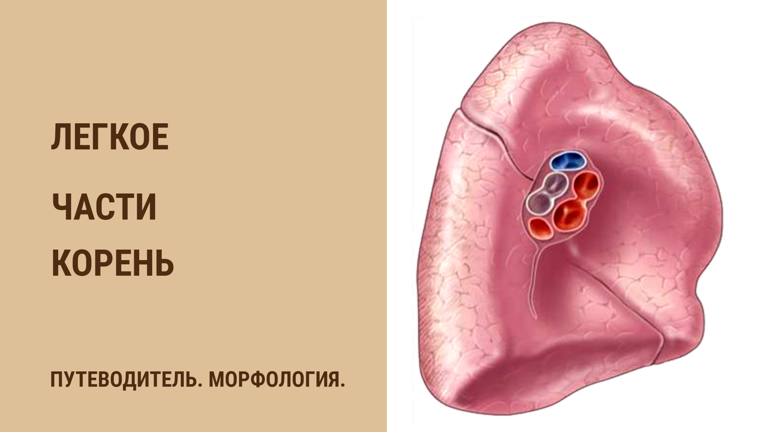 Легкое. Части. Корень