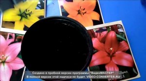 Посадка лилий на выгонку