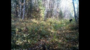 Медведь осенью