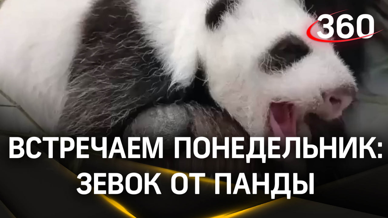 Заменитель снотворного из Московского зоопарка - панда зевает и убаюкивает одним видом