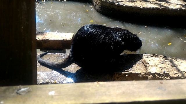 Евпатория.Городской Зоопарк смотреть онлайн