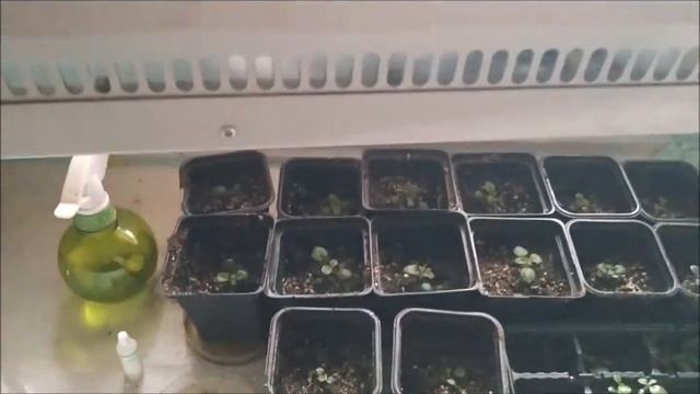 Выращиваем картофель зимой 1-я часть