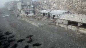 Остров Тюлений