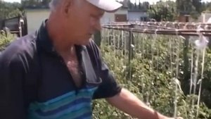 Томаты в открытом грунте на шпалере