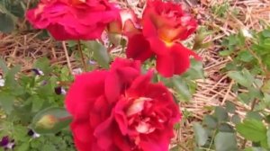 #розы # Днепр. 15.06.2023г. Розы- Блаувештад, Луи франция, Филинг