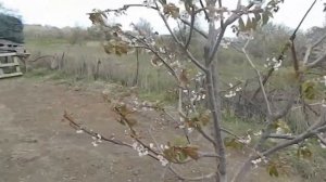 черешня бычье сердце Черешня бычье сердце\ Cherry ox heart ( bull )