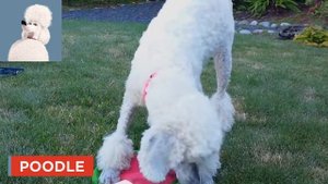 The Secret Life Of Pets REAL LIFE All Characters | Kiddopedia