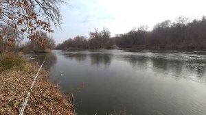 Осенний Голавль на куриную печень. Северский Донец.