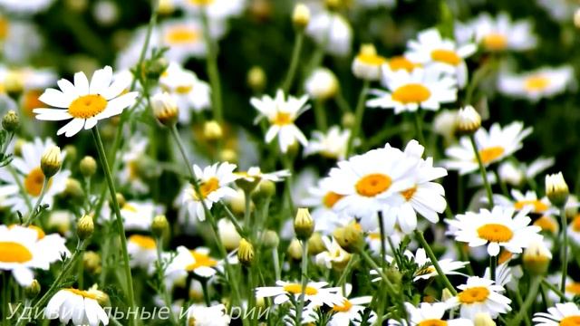 Сбежав от свекрови, Настя без сил опустилась на пол в старом доме. И вдруг в темноте раздался голос смотреть онлайн