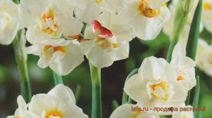 Нарцисс махровый Абба (narcissus nartsiss) ? нарцисс Абба обзор: как сажать луковицы нарциссы Абба