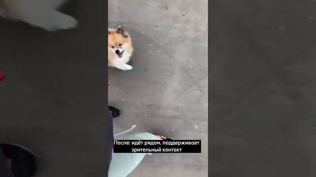 До: собака тянет поводок, бежит впереди хозяйки. Результаты обучения в Школе Антуана Наджаряна смотреть онлайн