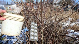 Дедовский 100% рабочий способ обработки смородины и крыжовника от вредителей ранней весной!