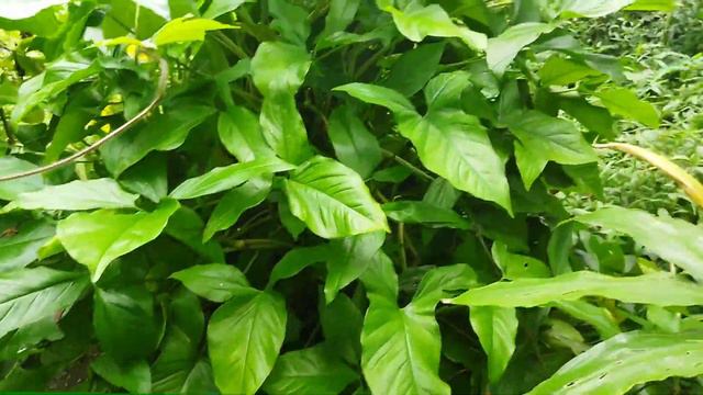 BERBURU SYNGONIUM VAR KUNING смотреть онлайн