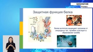 9 класс - РУ - Биология - №4 - Белки. Нуклеиновые кислоты. АТФ
