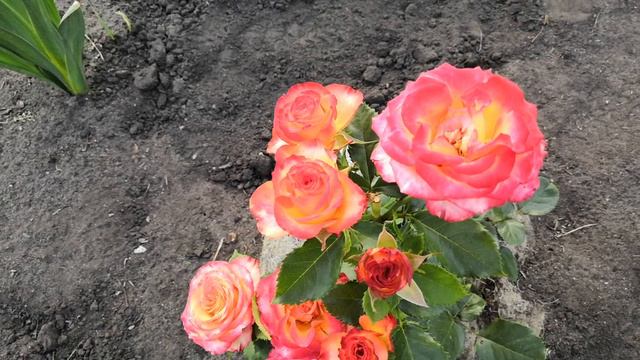 Роза Золотая магия. смотреть онлайн