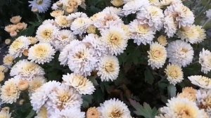 форма ШАРА - у корейской хризантемы! ???