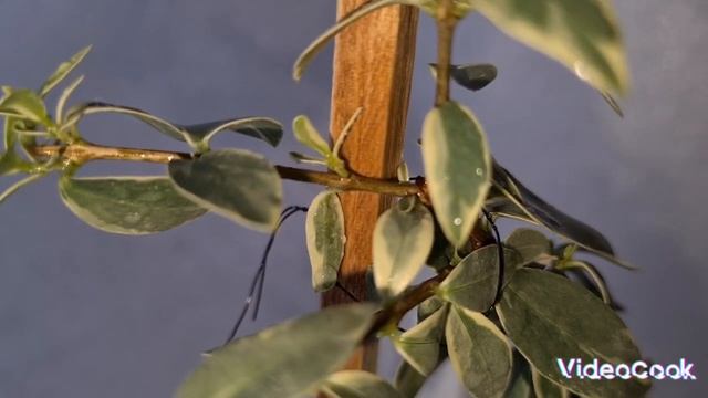 Мирт Тарантино вариегатный 2 смотреть онлайн