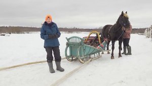 Заездка жеребца. Особенности подготовки, как избежать неприятностей. Конь Яхонт упряжник!