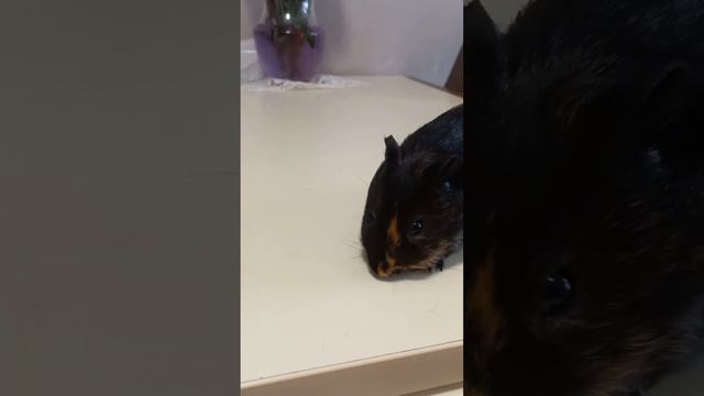 Главная героиня канала!! (первое знакомство) смотреть онлайн