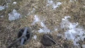 Зимняя Ломка песня копателей