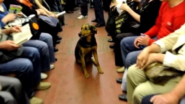 В вагон забежала дворняга и села посреди вагона. То, что произошло дальше, вызвало у всех истерику смотреть онлайн