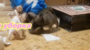 Сколько щенков может родить чихуахуа?