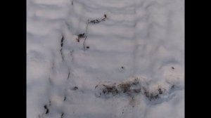 Охота капканами на пушнину. Проверка капканов. Волки преследуют лосей.