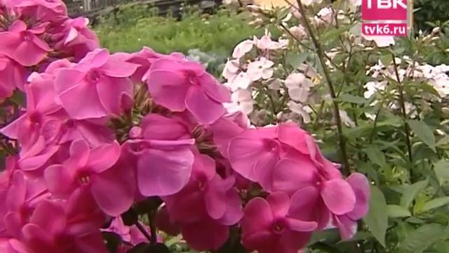 Советы тети Тани. Гибридные флоксы смотреть онлайн