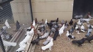 #BAKU  #PIGEONS.  Питомник голубей Назим Дадашева в Баку. 30.08.19г
