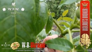 Грецкий орех Кочерженко трехлетние саженцы в 2020.26.05. от Walnuts Broker #ГрецкийОрехКочерженко