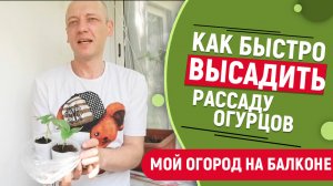 Как быстро посадить рассаду огурцов на балконе