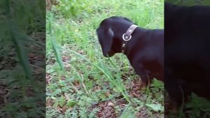 Чем кормить таксу