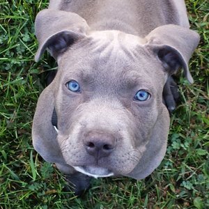 Управляемая городская собака. Американский красноносый питбуль Ричард.mp4