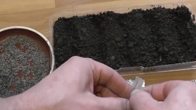 АСТРА НА РАССАДУ ДЛЯ ЛЕНИВЫХ смотреть онлайн