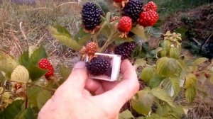 Ежевика Блек Джем