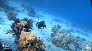 Дайвинг в Египте